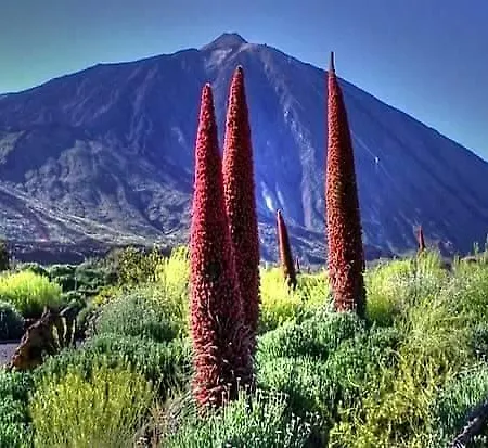 Lägenhet Tenerife Colina Blanca